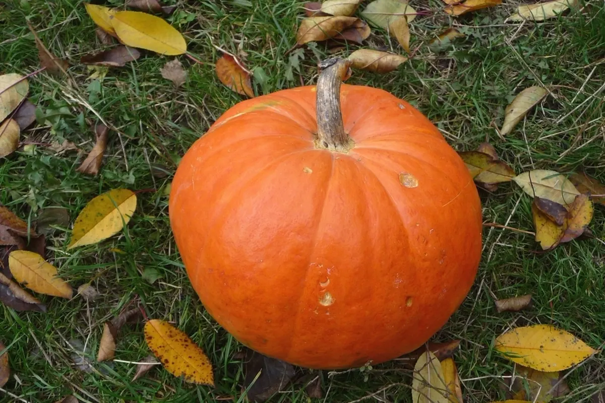 A single round orange pumpkin with a dry stem lying on grass among fallen yellow leaves.